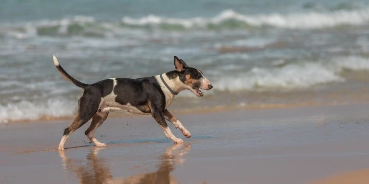Hotele „pet-friendly” zimą – co trzeba wiedzieć - Emoti.pl