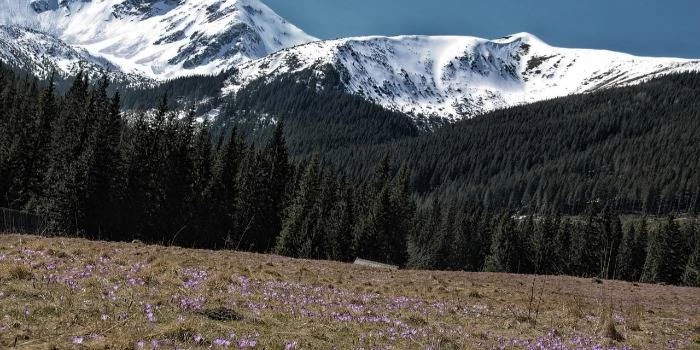 Dolina Chochołowska - wszystko, co musisz wiedzieć!